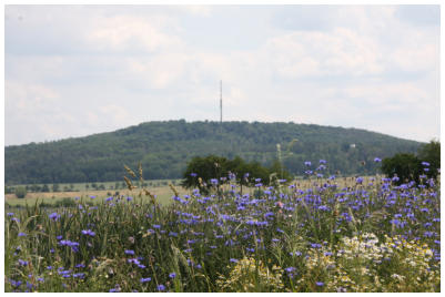 Blick auf den Collm